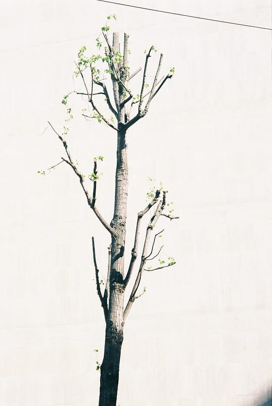 film photograph