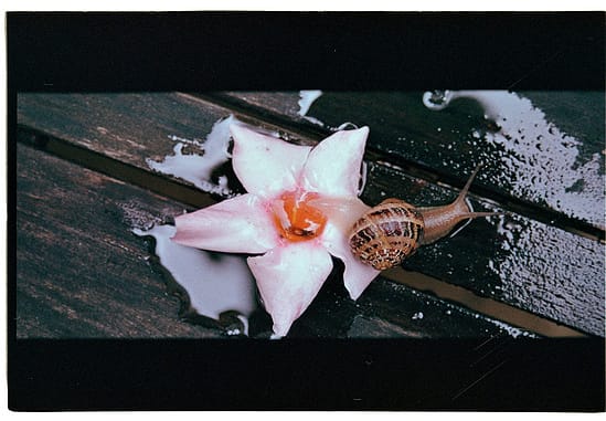 film photograph