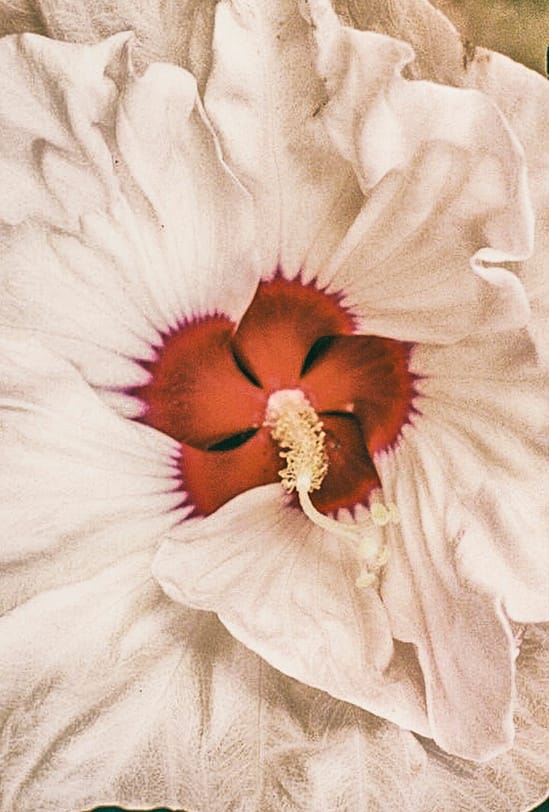 film photograph