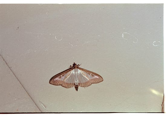 film photograph