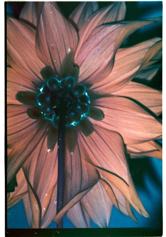 film photograph