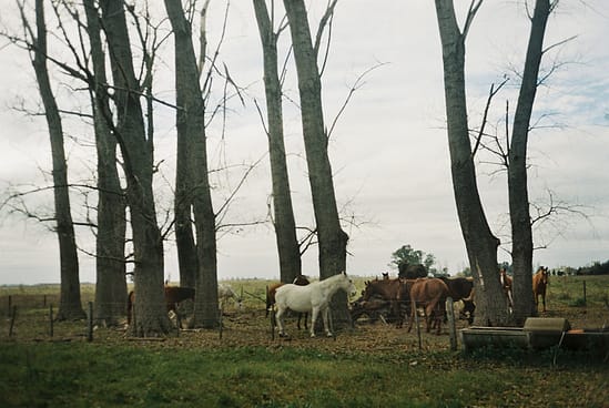 film photograph