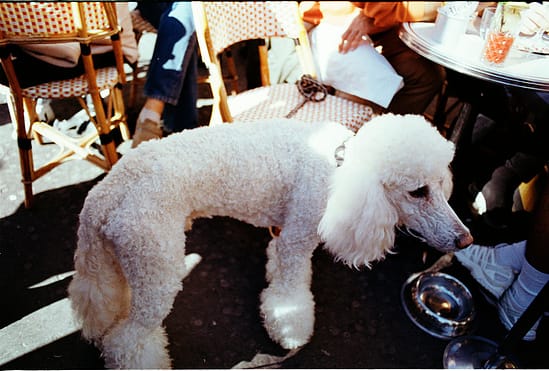 film photograph