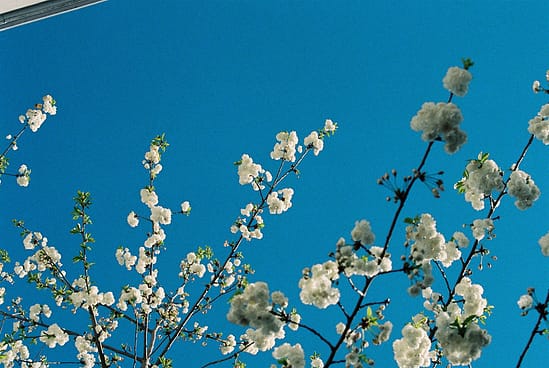 film photograph